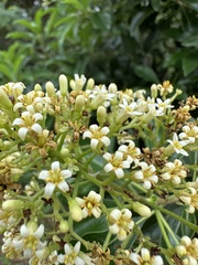 Pittosporum pentandrum