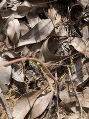 Thelymitra graminea