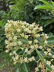 Pittosporum pentandrum