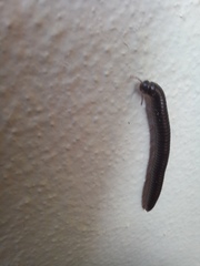 Ommatoiulus moreleti