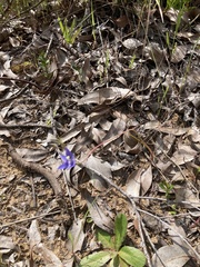 Thelymitra graminea