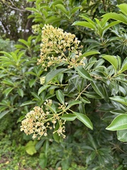 Pittosporum pentandrum