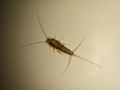 Ctenolepisma