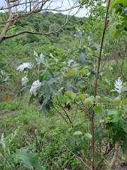 Berkheya bipinnatifida