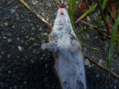 Apodemus sylvaticus