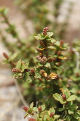 Myrothamnus flabellifolius