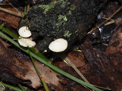 Panellus