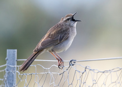 Cincloramphus mathewsi