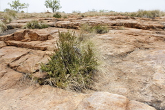 Myrothamnus flabellifolius