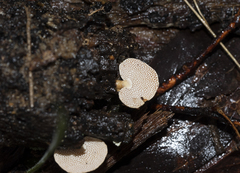 Panellus