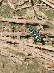 Cosmodela batesi