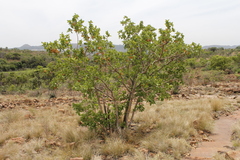 Combretum zeyheri
