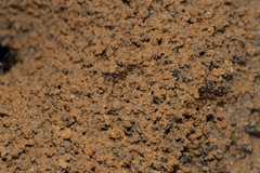 Aphaenogaster longiceps