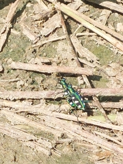 Cosmodela batesi