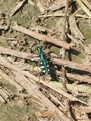 Cosmodela batesi