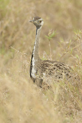 Lissotis melanogaster