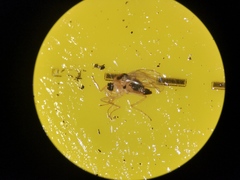 Elaphropeza ephippiata