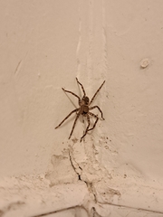 Heteropoda jugulans