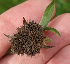 Pycnanthemum verticillatum