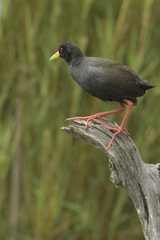 Zapornia flavirostra