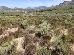 Dicerothamnus rhinocerotis