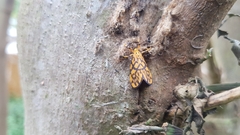 Tumicla sagenaria
