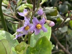 Solanum africanum