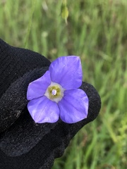 Wahlenbergia gracilis