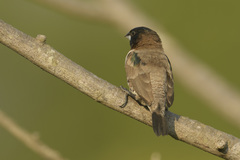 Spermestes cucullata