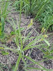 Hypoxis hemerocallidea