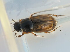 Melinopterus sphacelatus