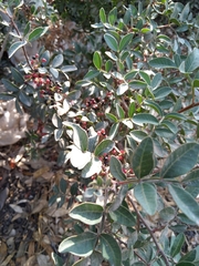 Pistacia lentiscus