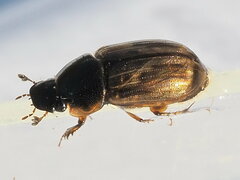 Melinopterus sphacelatus