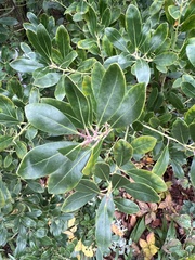 Ilex glabra