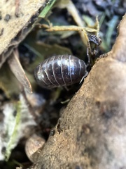 Armadillidium vulgare