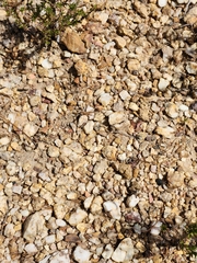 Dicerothamnus rhinocerotis