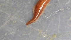 Australopacifica spectabilis