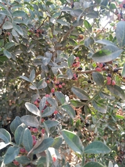 Pistacia lentiscus