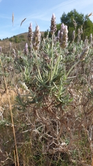 Lavandula dentata