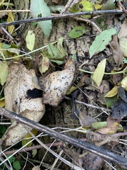 Cerioporus squamosus