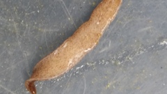 Australopacifica spectabilis