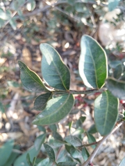 Pistacia lentiscus