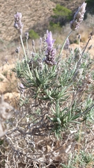Lavandula dentata
