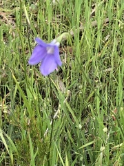 Wahlenbergia gracilis