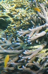 Pomacentrus moluccensis