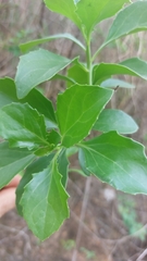 Senecio pleistocephalus