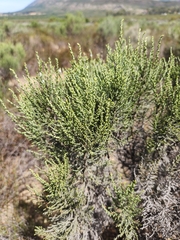 Dicerothamnus rhinocerotis