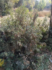 Pistacia lentiscus