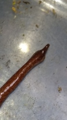 Australopacifica spectabilis