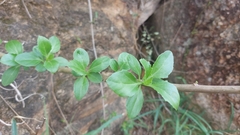 Senecio pleistocephalus